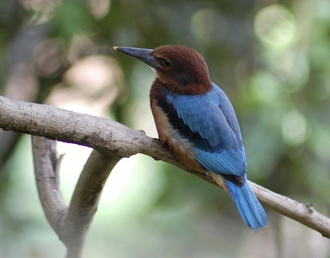 Evergreen Kandy Buitenkant foto